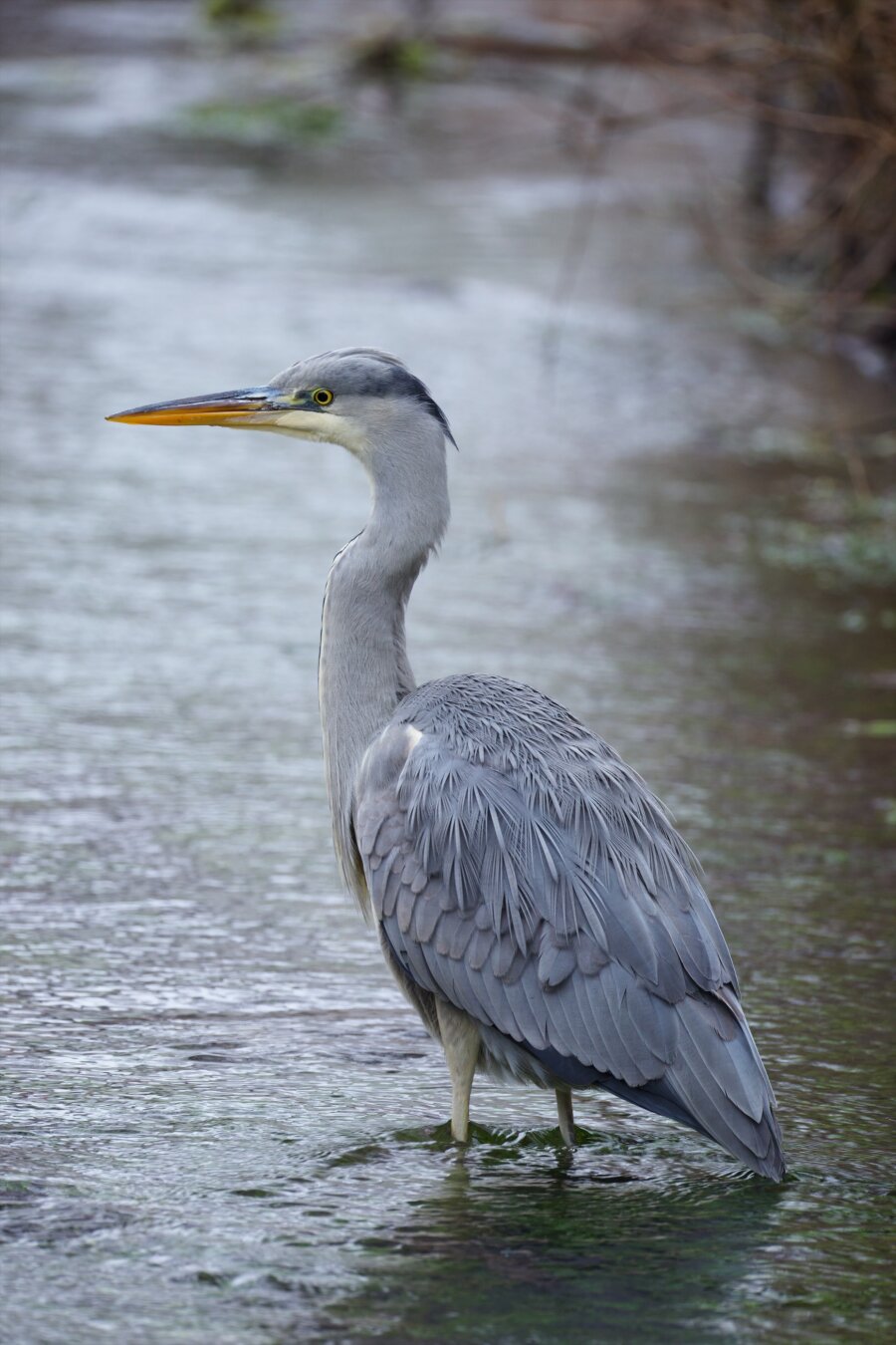 The local heron