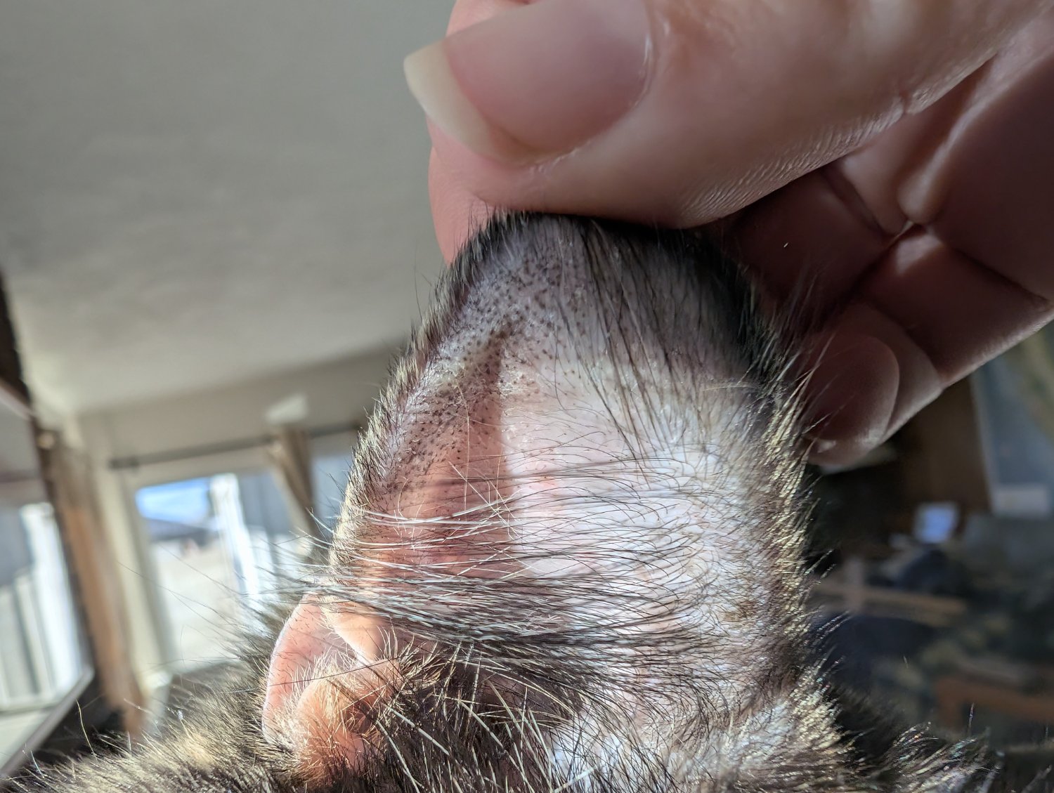 Close up of the inside of a cat's ear, which is being pulled slightly back to show a pattern of small black dots on the skin. The dots are mostly present near the outer edge of the ear, with a few scattered towards the inner ear.