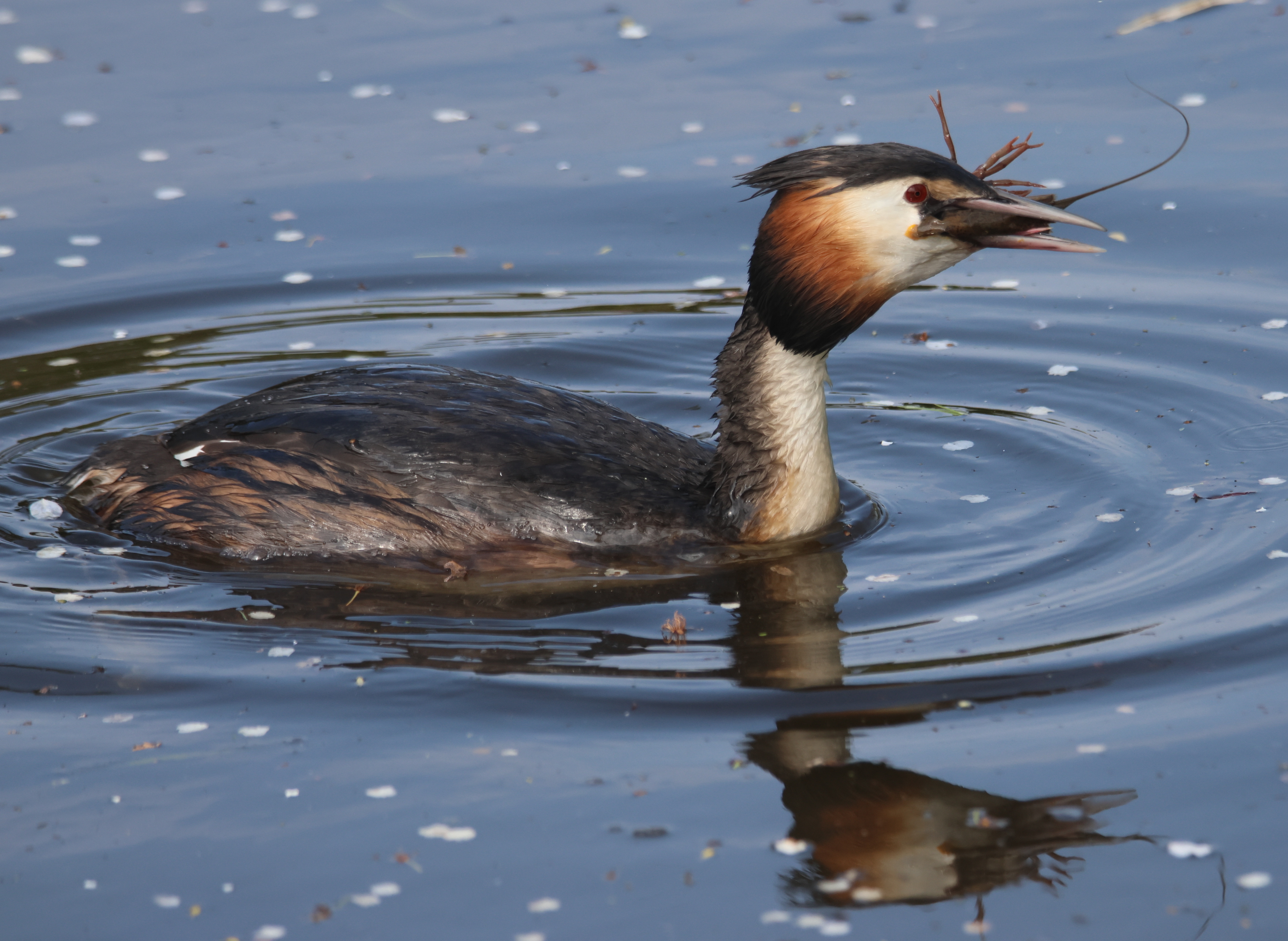 Great crested grebe with a Crayfish