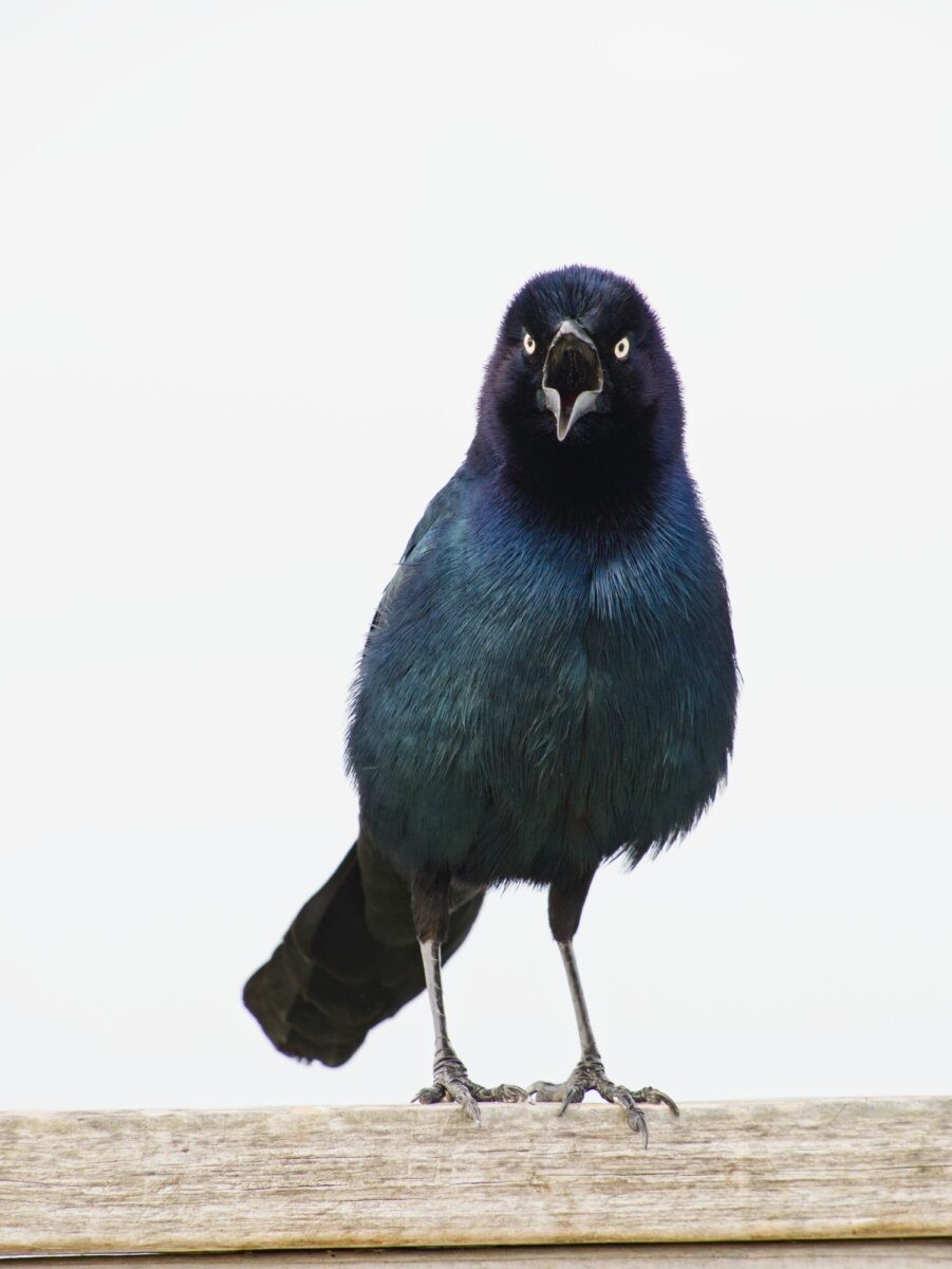 A male boat-tailed grackle perched on a ledge against a white background, facing the camera with beak open to vocalize