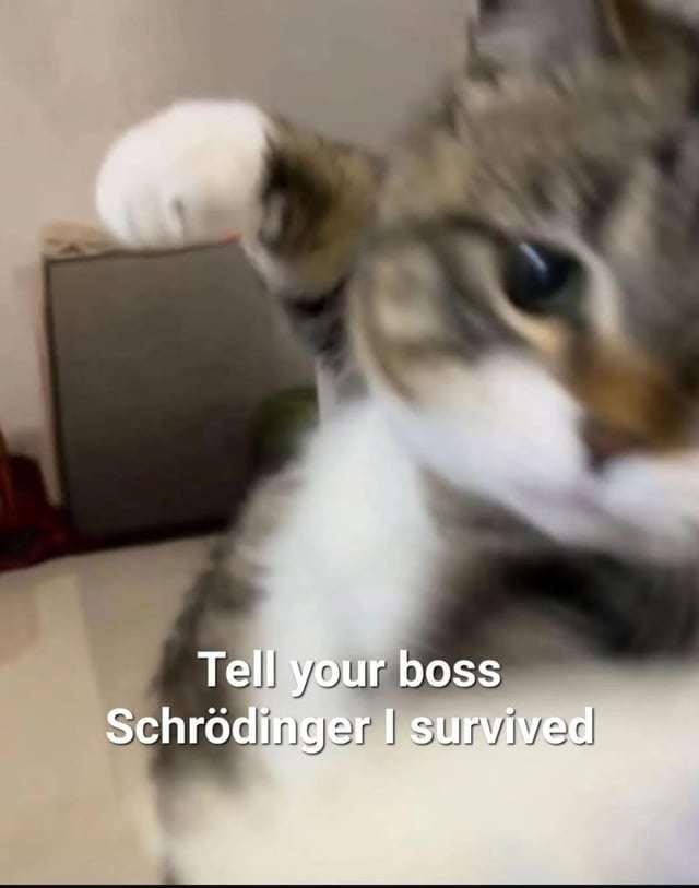 Quantum Cat revenge