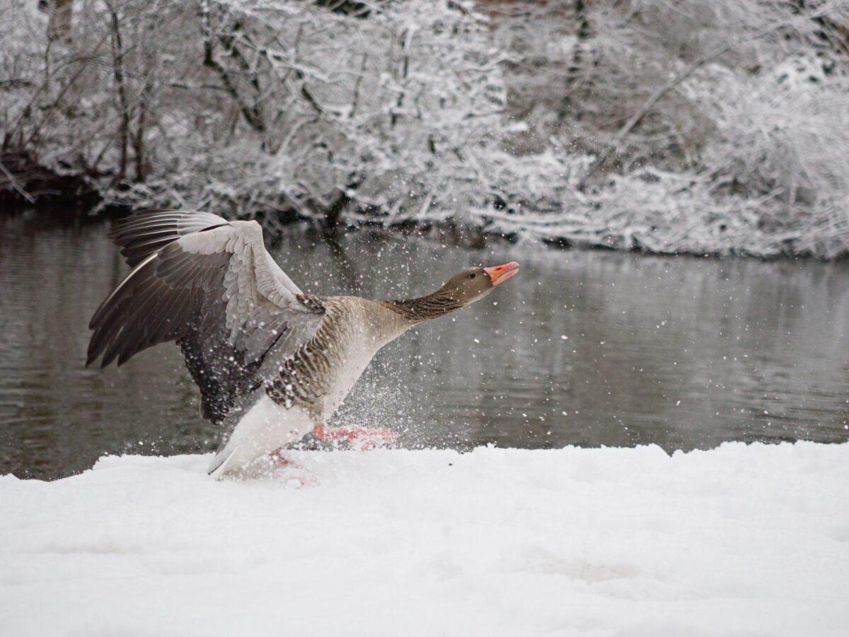 A greylag goose on a snowy bank with wings spread and neck extended forward; a canal and snow-covered trees are in the background