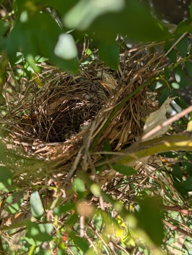 Cardinal Nest!!