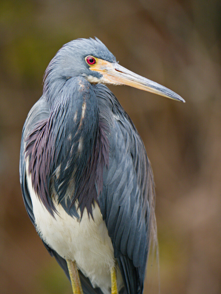 A tricolored heron standing, head in profile looking to the right