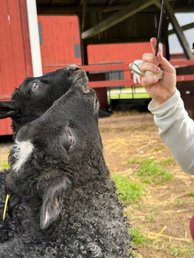 two black lambs looking up at an umbrella held by a human hand