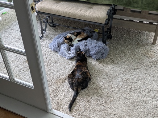 two beautiful kitties