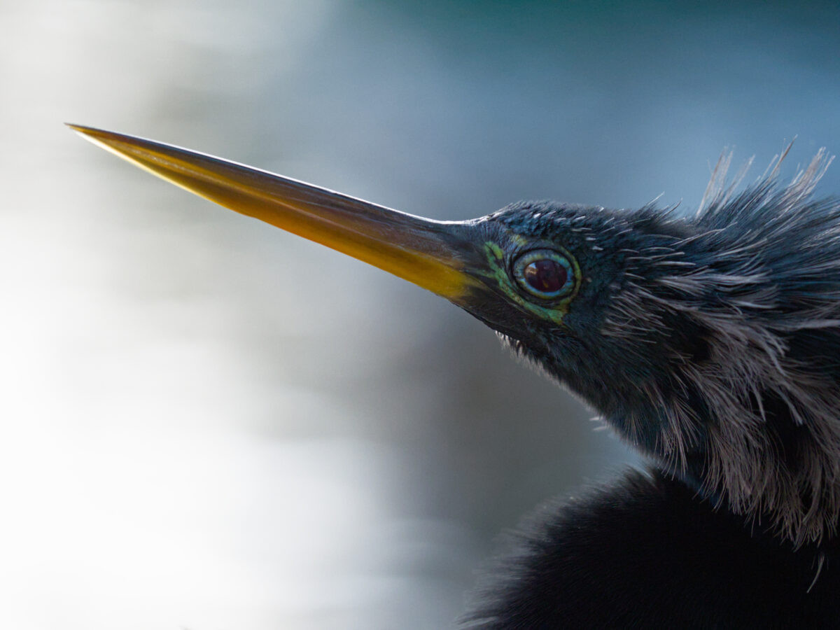 Left profile of the head of a male anhinga with blurred background