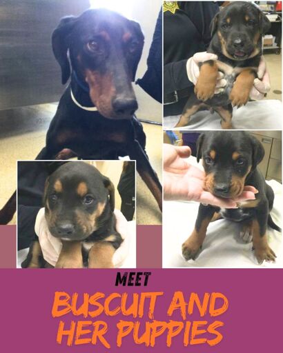 doberman family alert