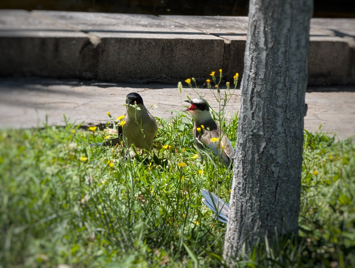 Three birds with blue wings and black heads are in a patch of grass near a tree in a park. The bird on the left is clenching a leaf in its jaws, the bird in the centre has its mouth open, as if it was smiling, and the third bird, behind the tree, only has its tail feathers visible.
