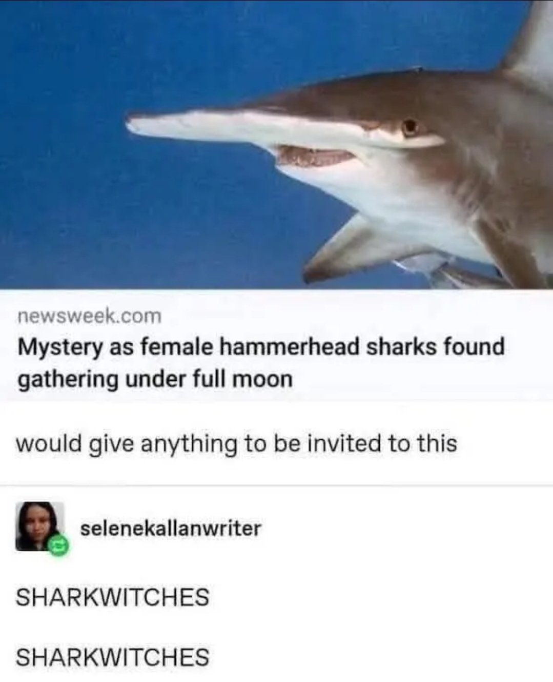 Image of a hammerhead shark with the text:
"Mystery as female hammerhead sharks found gathering under full moon"

comment 1: 
would give anything to be invited to this

comment 2:

SHARKWITCHES

SHARKWITCHES