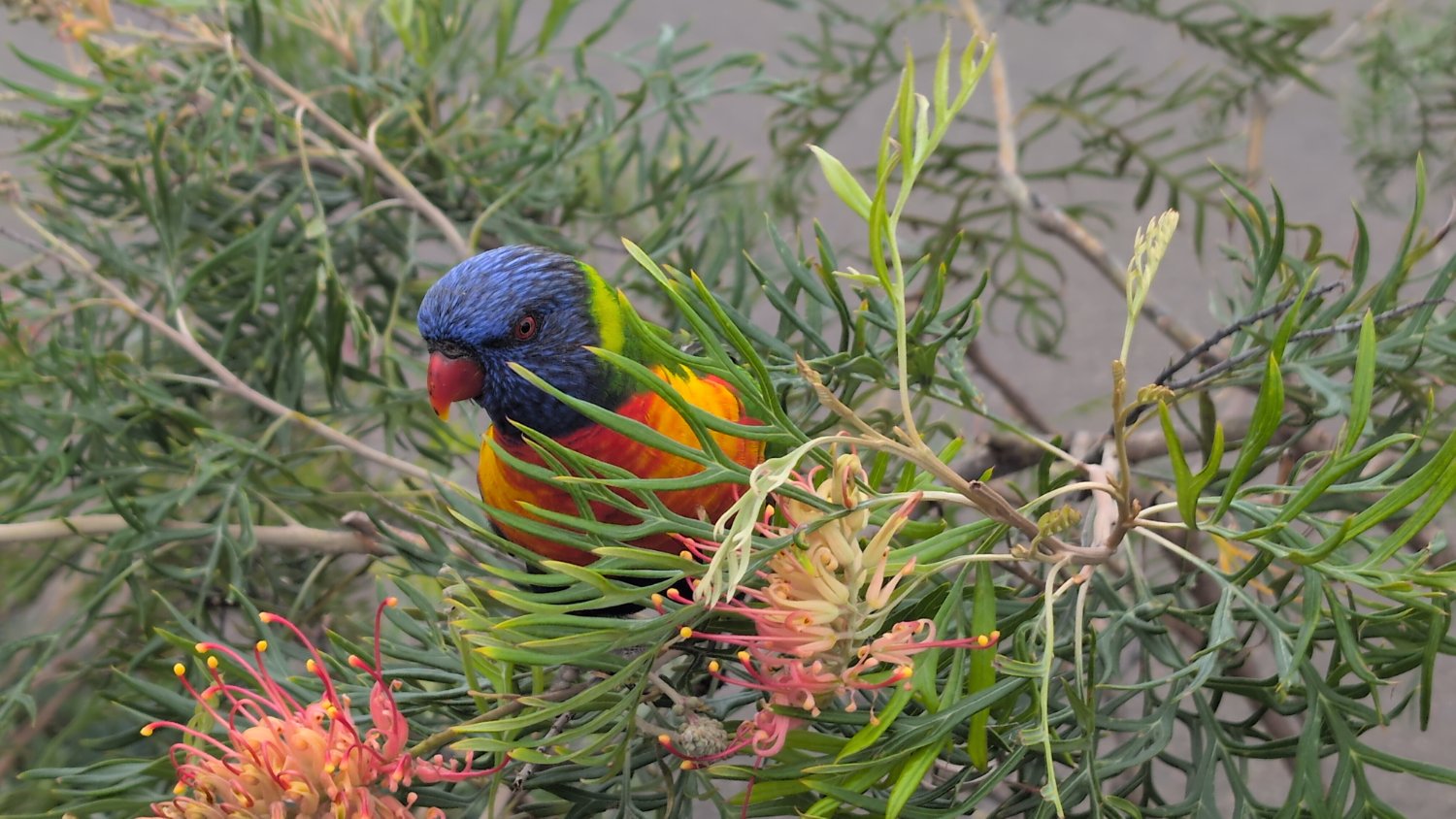 Rainbow Lorikeet in a Bush with flowers