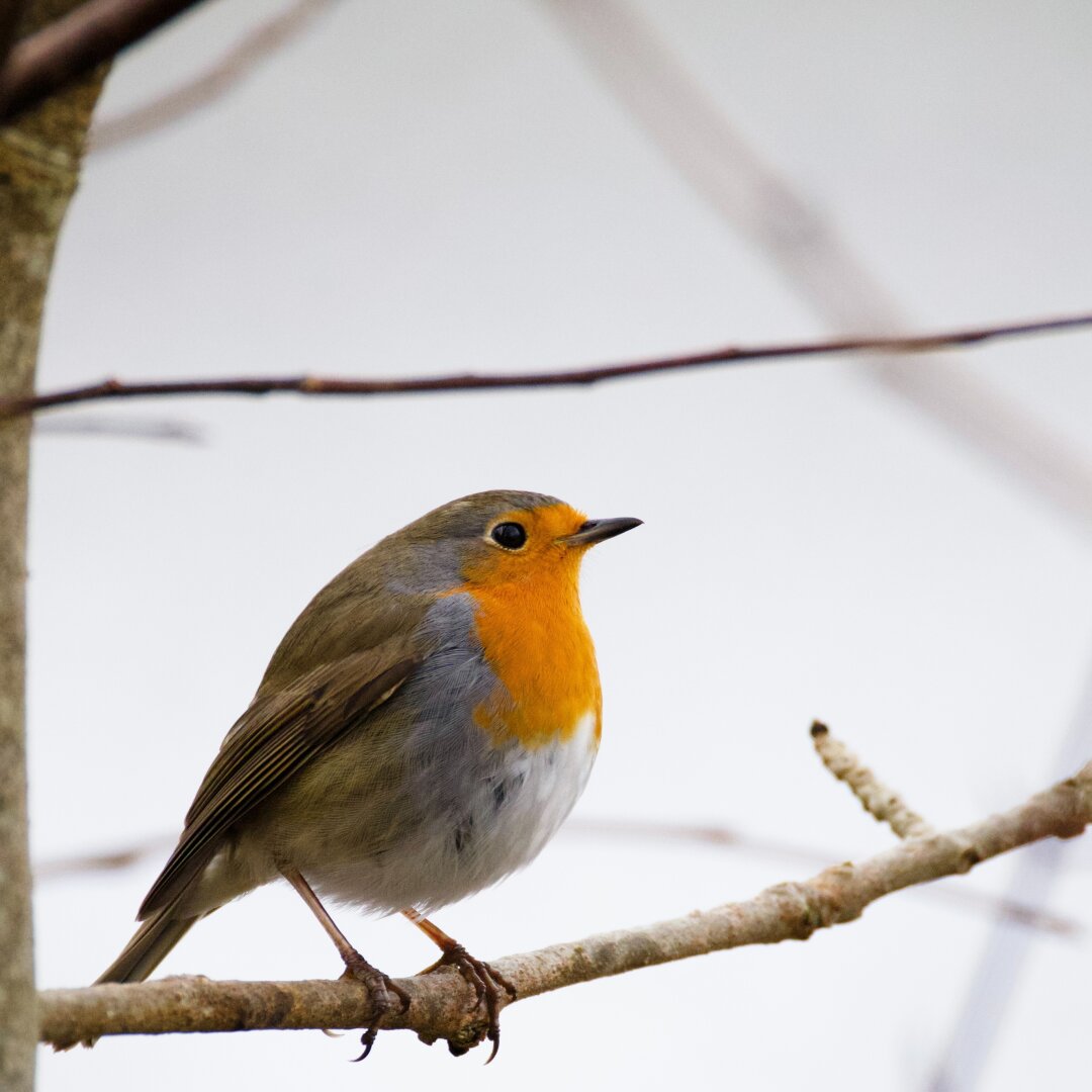 All sides of a robin 