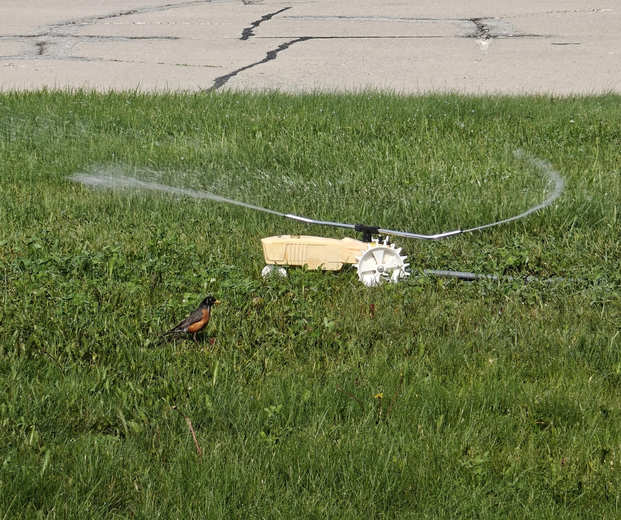 a Robin playing under a lawn sprinkler
