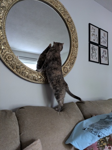 cat and a mirror.