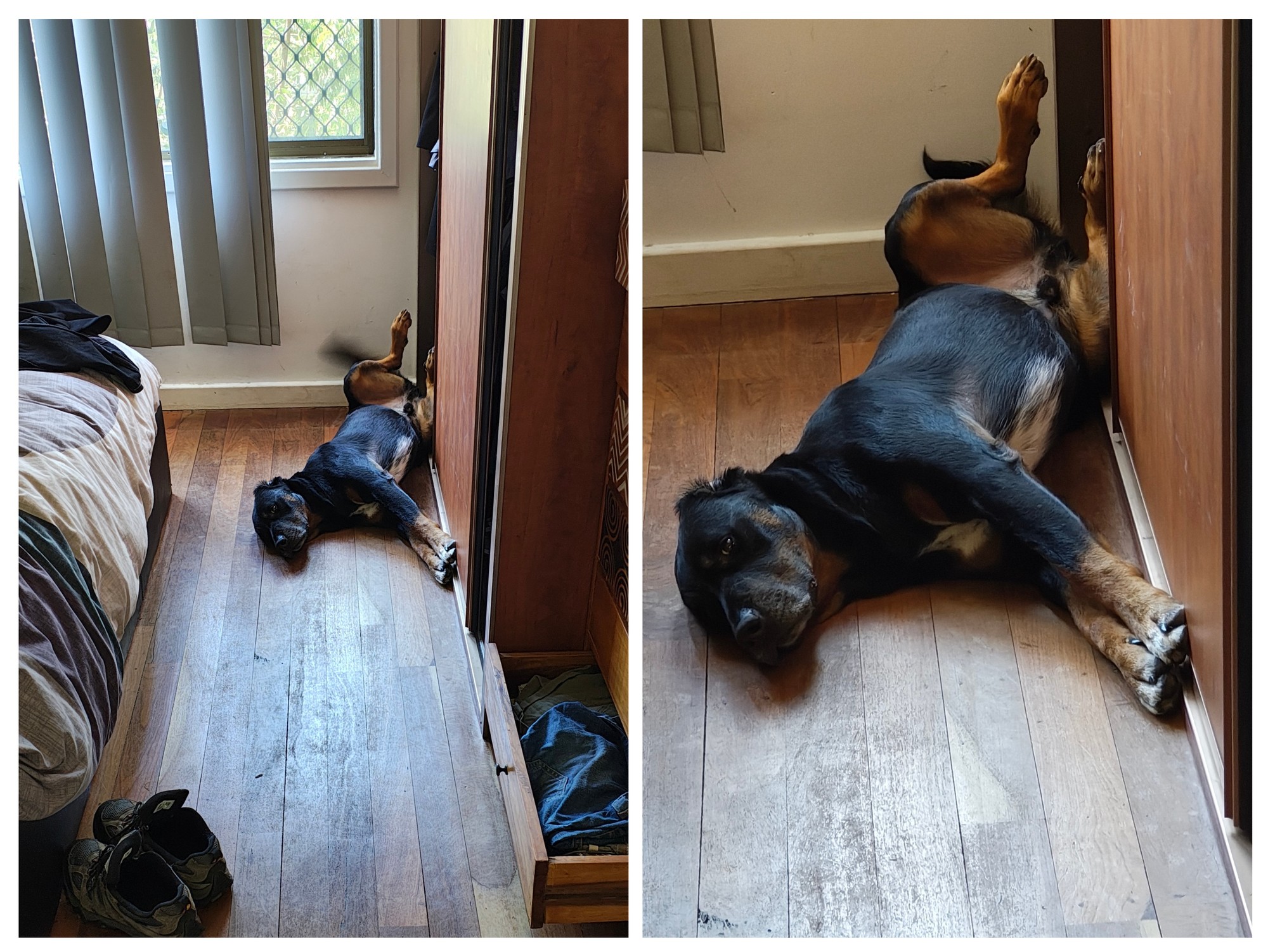 Dog lying on its side with its bank legs up in the air.